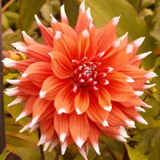 Dahlia Cactus Colour Spectacle narancs-fehér dália