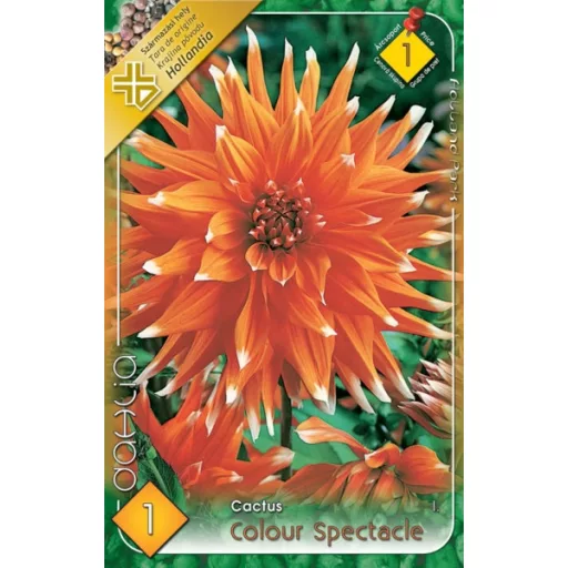 Dahlia Cactus Colour Spectacle narancs-fehér dália