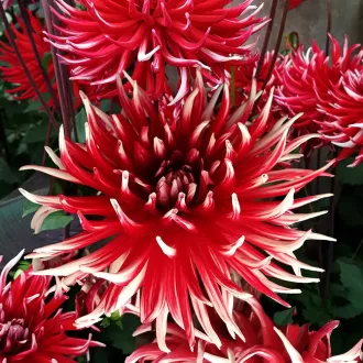Dahlia Cactus Friquolet piros-fehér dália