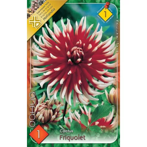 Dahlia Cactus Friquolet piros-fehér dália