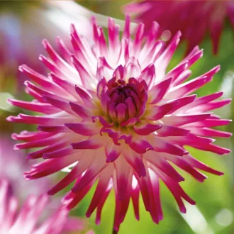 Dahlia Cactus Hayley Jane fehér-rózsaszín dália