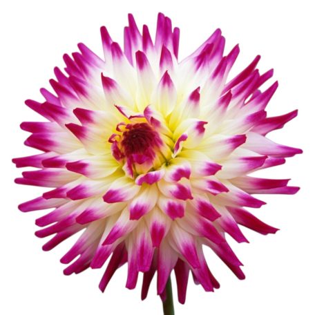 Dahlia Cactus Hayley Jane / Dália (LA)