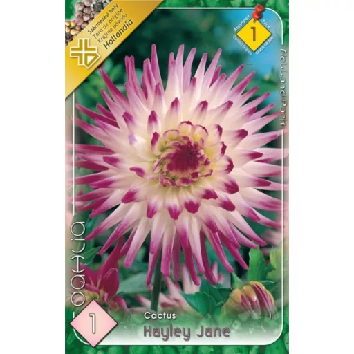 Dahlia Cactus Hayley Jane fehér-rózsaszín dália
