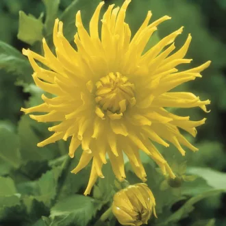 Dahlia Cactus Kennemerland sárga dália