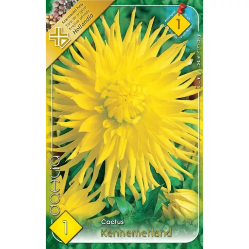 Dahlia Cactus Kennemerland sárga dália