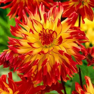 Dahlia Cactus Vuurvogel tüzes dália