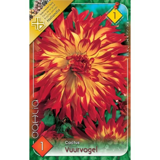 Dahlia Cactus Vuurvogel tüzes dália