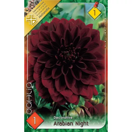 Dahlia Decorative Arabien Night sötétvörös dália