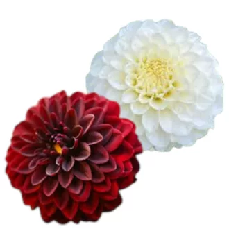 Dahlia Decorative Duo vörös és fehér dália