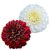 Dahlia Decorative duo Dark red&White / Dália (LA)