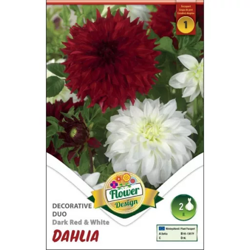 Dahlia Decorative Duo vörös és fehér dália