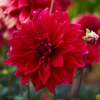 Dahlia Decorative giant Babylon Red óriásdália