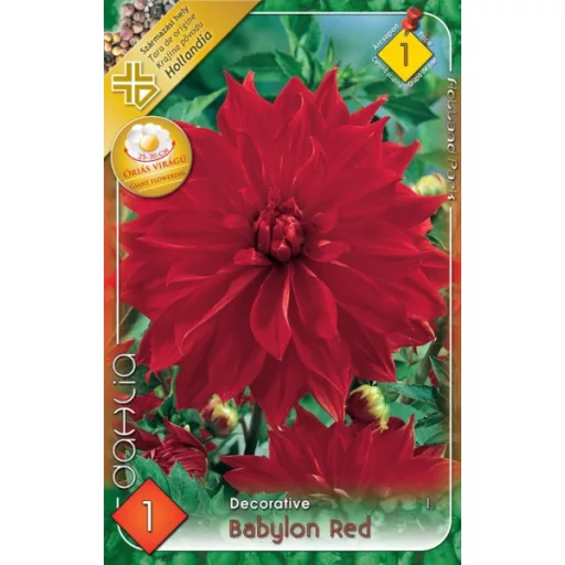 Dahlia Decorative giant Babylon Red óriásdália
