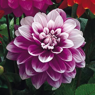 Dahlia Decorative giant Jean Marie rózsaszín dália