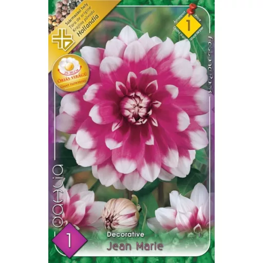Dahlia Decorative giant Jean Marie rózsaszín dália