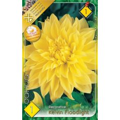 Dahlia Decorative giantflowering Kelvin Floodlight / Dália