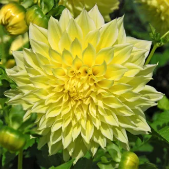 Dahlia Decorative giant Kelvin Floodlight sárga dália