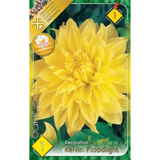 Dahlia Decorative giant Kelvin Floodlight sárga dália