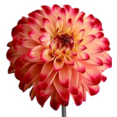 Dahlia Decorative giantflowering Lady Darlene / Dália (LA)