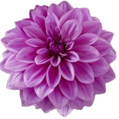 Dahlia Decorative giantflowering Lilac Time / Dália (LA)