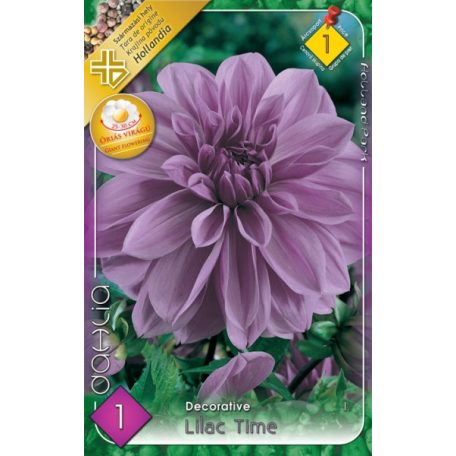 Dahlia Decorative giantflowering Lilac Time / Dália