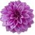 Dahlia Decorative giantflowering Lilac Time / Dália (LA)