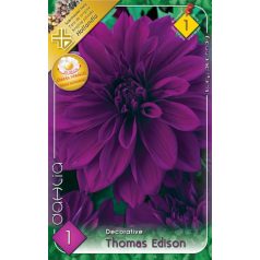 Dahlia Decorative giantflowering Thomas Edison / Dália