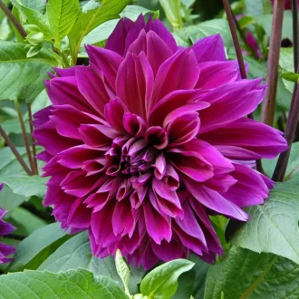 Dahlia Thomas Edison sötétlila dália