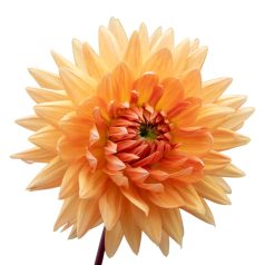 Dahlia Decorative Glorie van Noordwijk / Dália (LA)