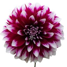 Dahlia Decorative Mistery Day / Dália (LA)