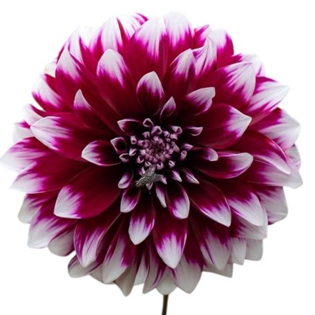 Dahlia Decorative Mistery Day / Dália (LA)