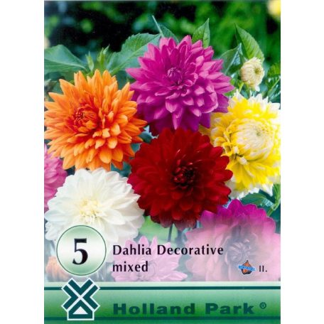 Dahlia Decorative mixed / Dália 5db (LA)