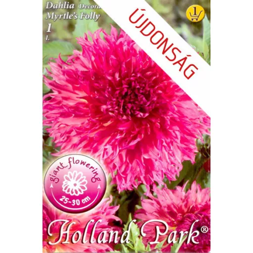 Dahlia Myrtle's Folly színes dália