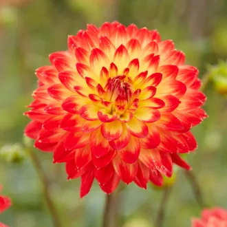 Dahlia Procyon sárga-piros dália