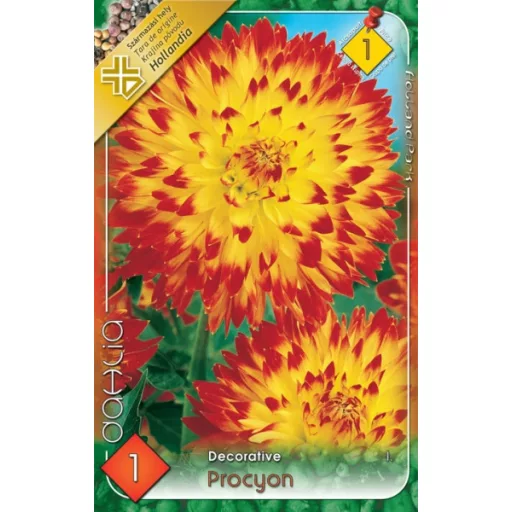Dahlia Procyon sárga-piros dália