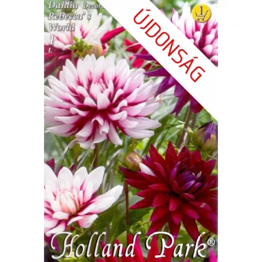 Dahlia Rebecca's World bordó-fehér dália