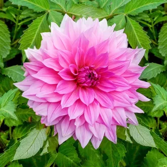 Dahlia Rosella rózsaszín dália