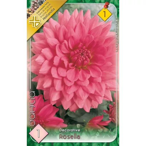 Dahlia Rosella rózsaszín dália