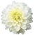 Dahlia Decorative White Perfection / Dália (LA)