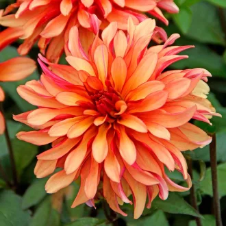 Dahlia Gallery Art Deco narancs dália