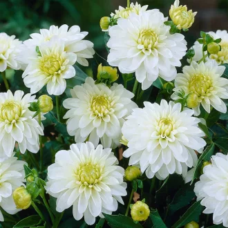 Dahlia Gallery Art Fair fehér dália