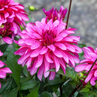 Dahlia Gallery Art Nouveau rózsaszín dália