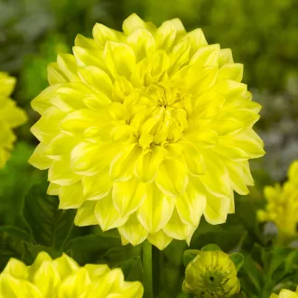 Dahlia Gallery Cezanne sárga dália