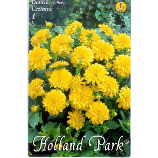 Dahlia Gallery Cezanne sárga dália