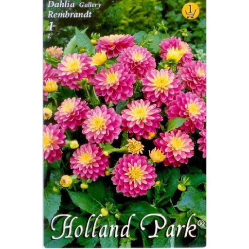 Dahlia Gallery Rembrandt rózsaszín-fehér dália