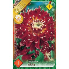 Dahlia Giantflowering Akita / Dália