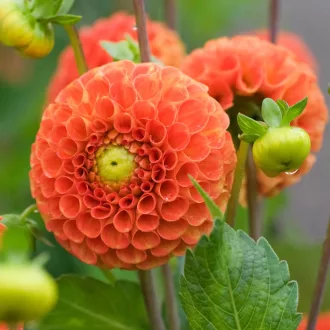 Dahlia Pompon Bantling narancssárga dália
