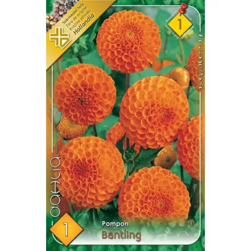 Dahlia Pompon Bantling narancssárga dália