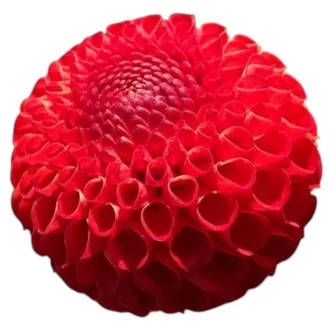 Dahlia Pompon Glow sárga dália