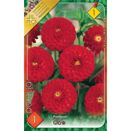 Dahlia Pompon Glow sárga dália